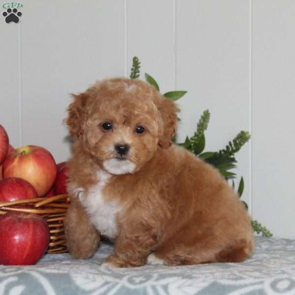 Bubba, Forever Puppy